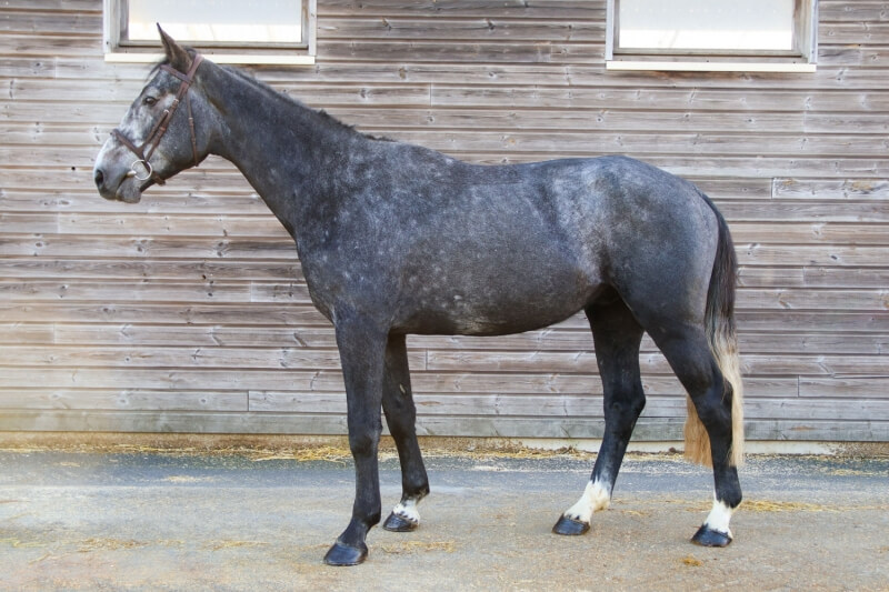 Photo de JASMIN D'ELLE