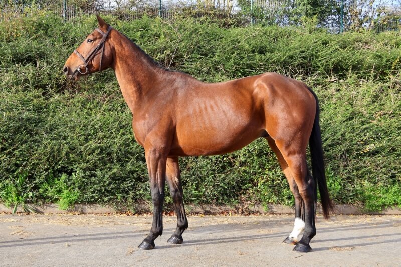 Photo de JOKER D'ELLE