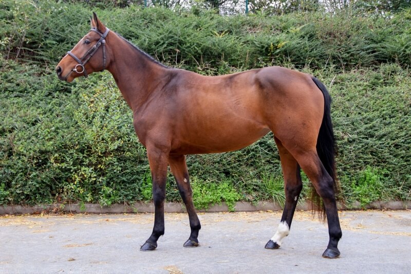 Photo de JUBILEE D'ELLE