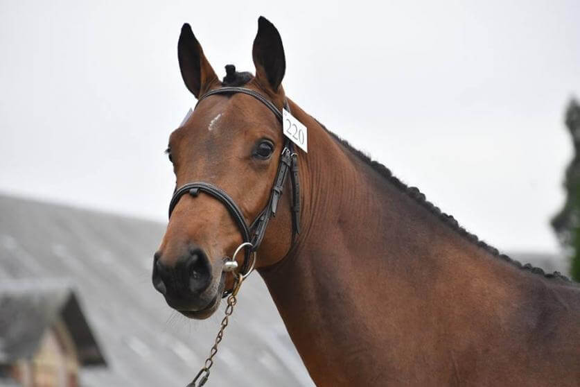 Photo de GENTLEMAN D'ELLE