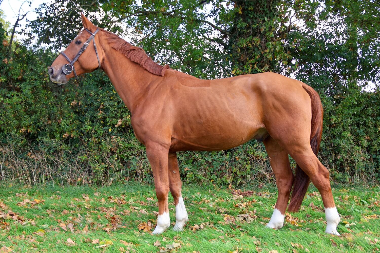 Chevaux a vendre