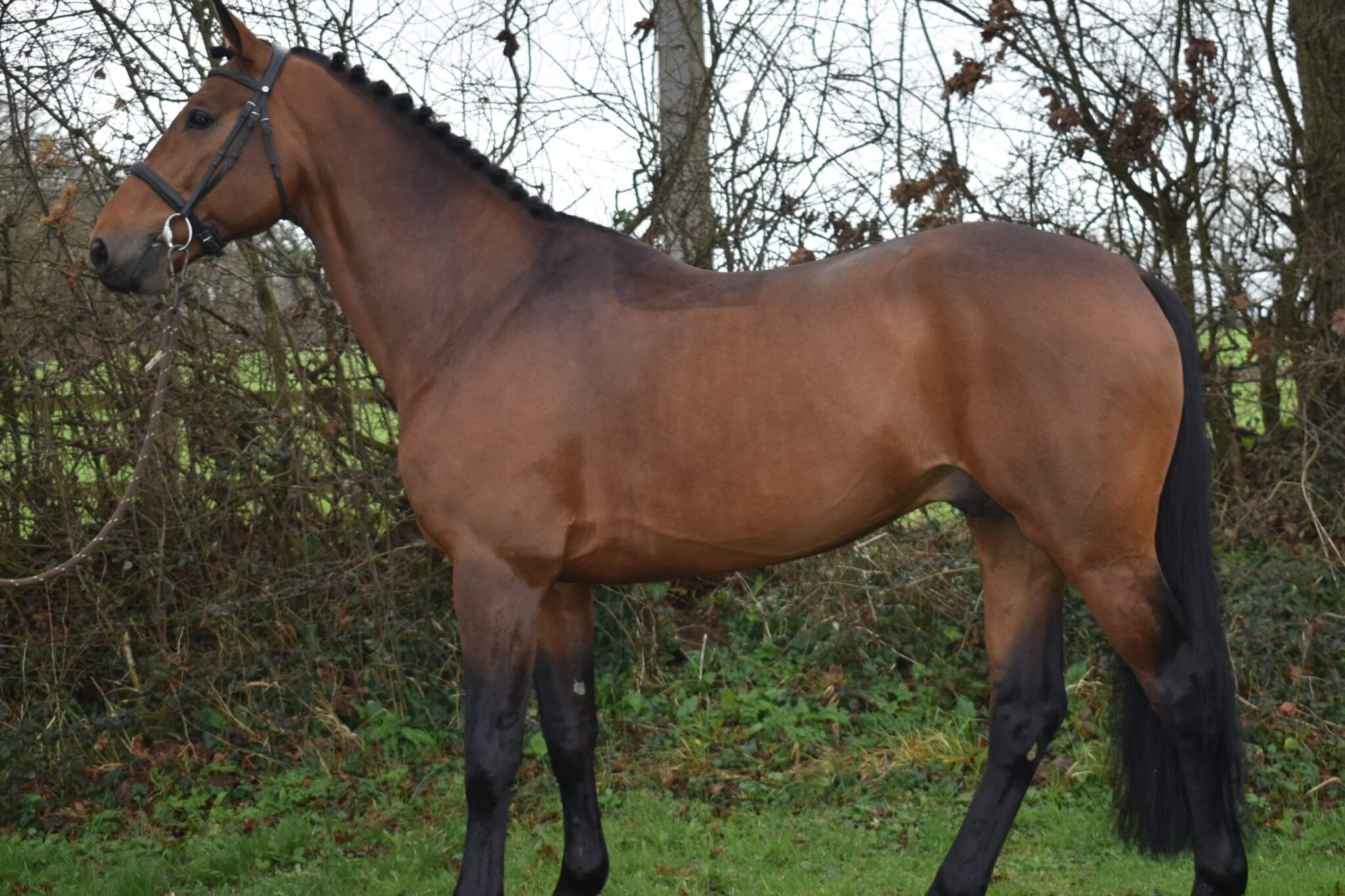 Photo de HORTENSIA D'ELLE