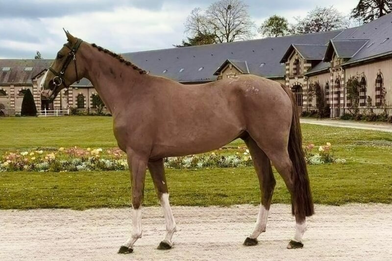 Photo de JUMBO D'ELLE