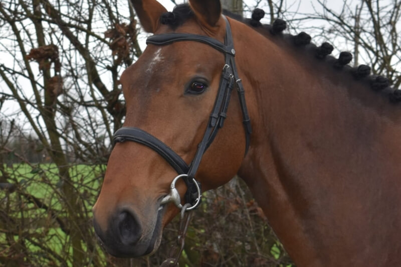 Hortensia d'Elle, nouveau au catalogue étalons